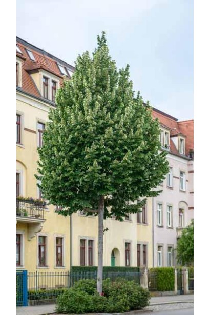 Липа повстиста Брабант дерево з конусоподібною кроною